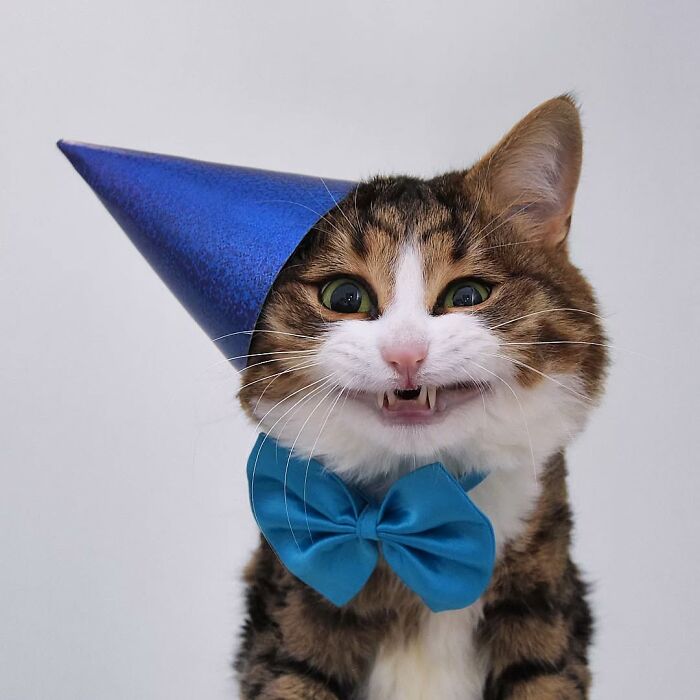Cat with expressive face wearing a blue party hat and bow tie.