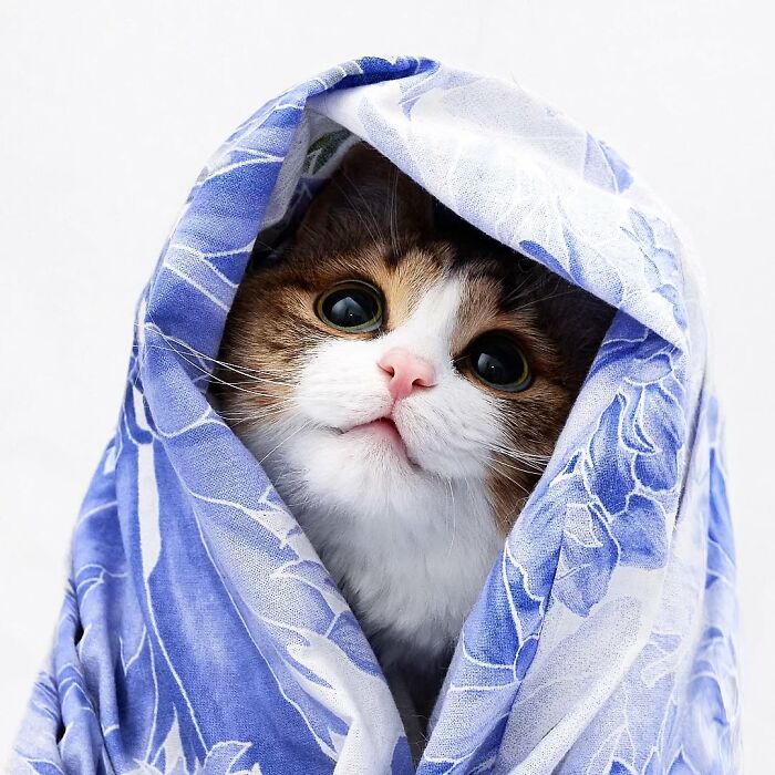 Cat wrapped in a colorful blanket, showcasing a curious expression.