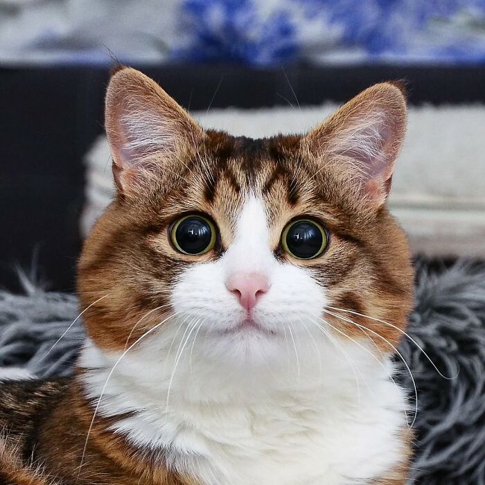Close-up of Rexie the cat with expressive eyes, sitting on a soft surface indoors.