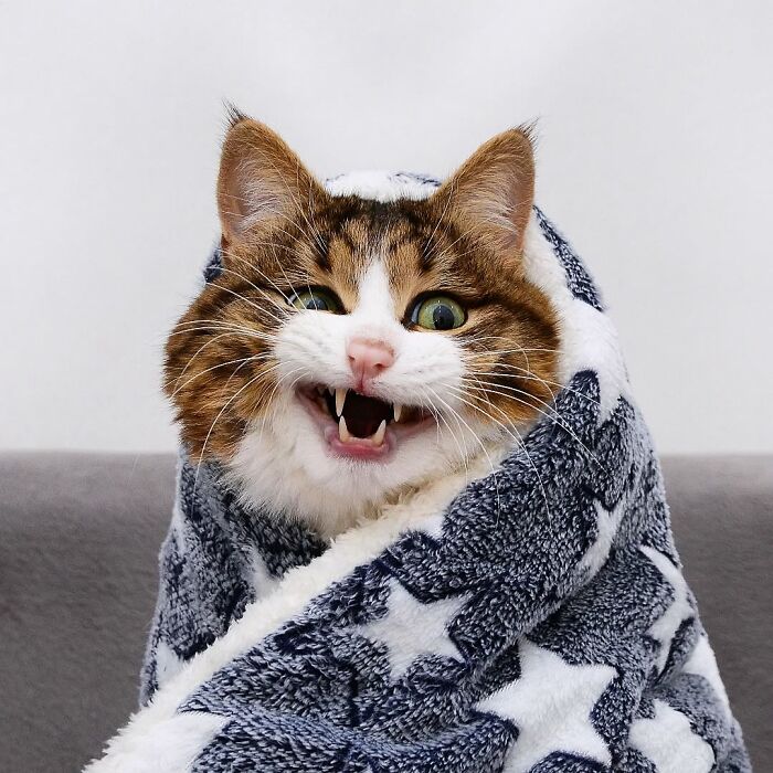 Cat wrapped in a star-patterned blanket, making a playful expression.