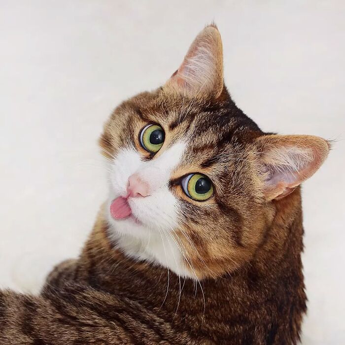 Cat with expressive face, tongue out, looking upwards.