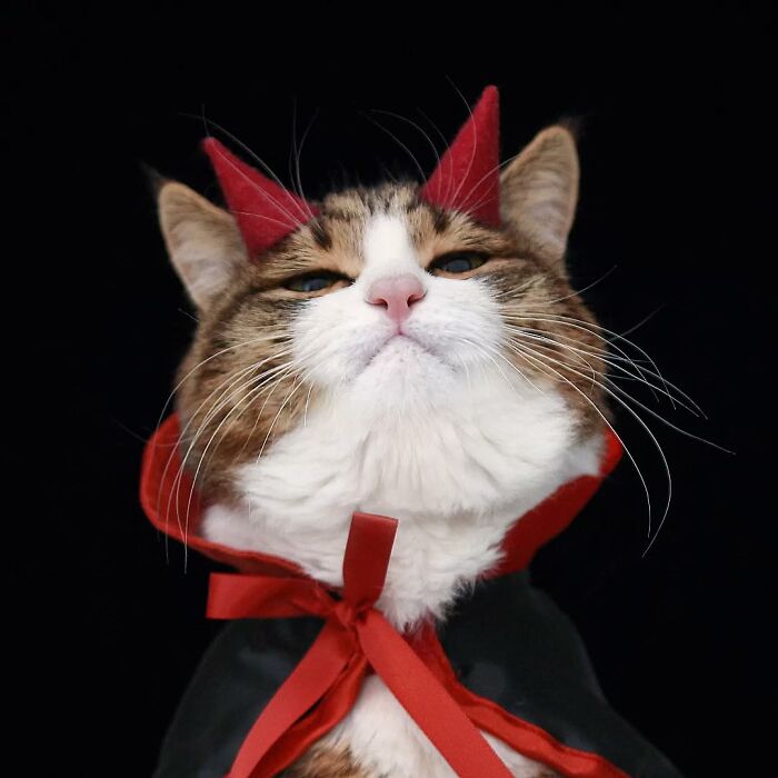 Cat wearing red devil horns and cape on a black background, featuring expressive face.