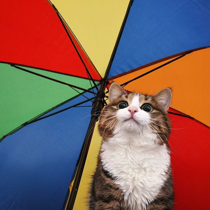 Cat with expressive face under a colorful umbrella.