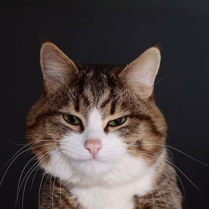 Tabby cat with a curious expression against a dark background, showcasing diverse facial expressions.