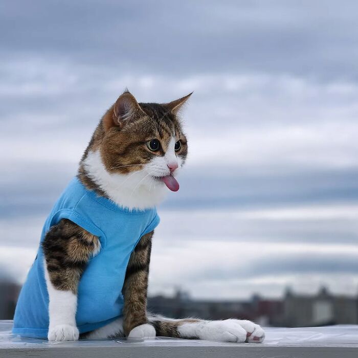 Cat wearing a blue shirt outdoors, playfully sticking its tongue out against a cloudy sky backdrop.