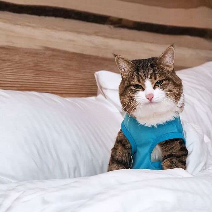 Cat with a blue shirt sitting on a bed, showcasing its expressive face.