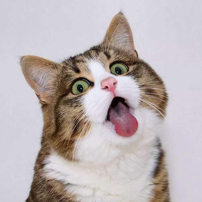 Cat with a funny expression, wide eyes, and tongue out against a plain background.