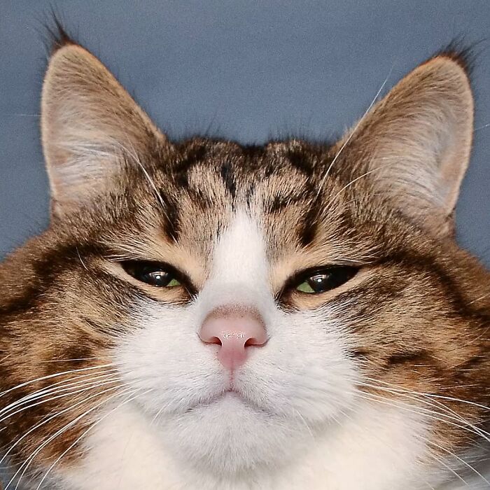Close-up of a cat with a serious expression and unique facial markings.