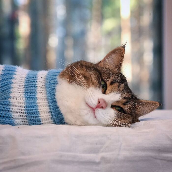 Cat wearing a blue striped sweater, lying on a bed with a relaxed expression.