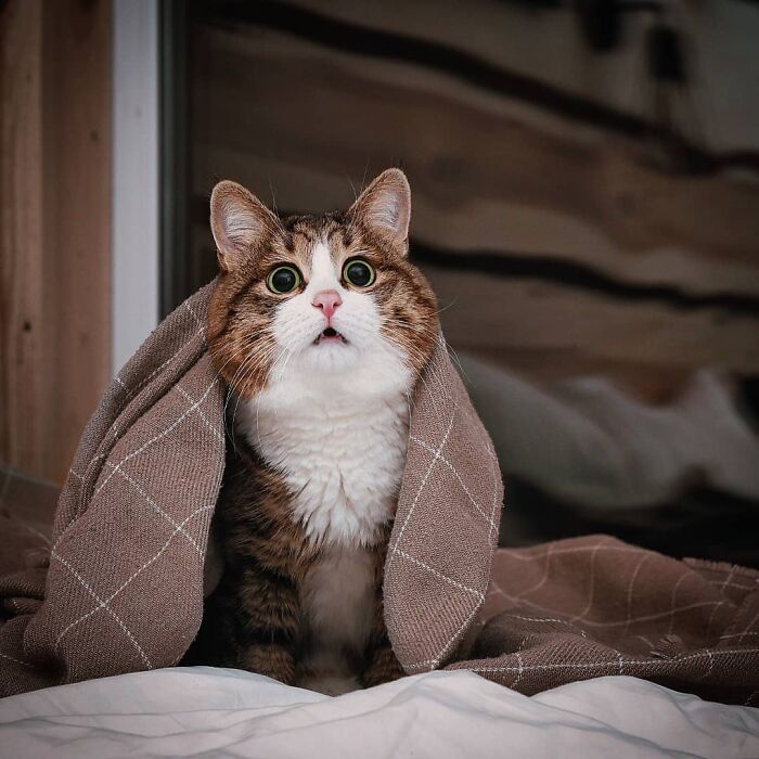 Cat with a curious expression, partially covered by a brown blanket, looking up with wide eyes.