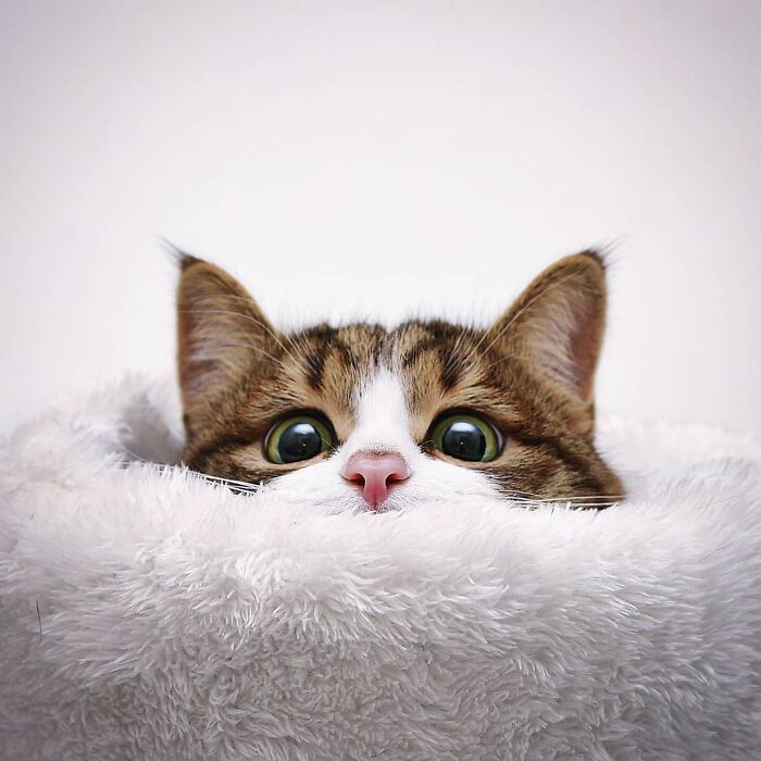 Cat peeking over a fluffy blanket with curious eyes, showcasing one of its many expressive faces.