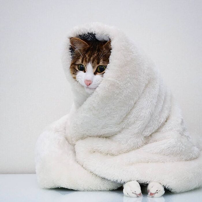 A cat wrapped in a plush blanket, with a curious expression, showcasing its expressive face.