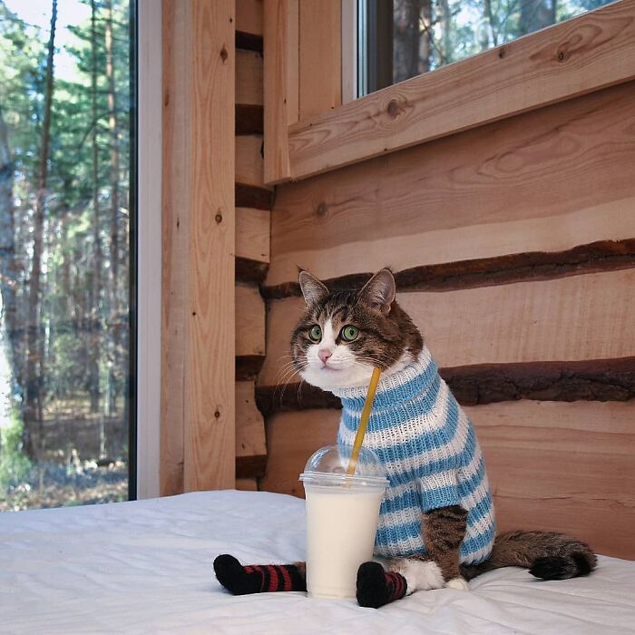 Cat wearing a blue sweater, sitting with a drink in a cozy cabin.