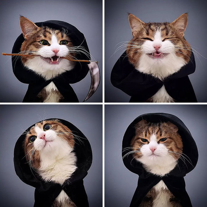Cat in a hood posing with playful and grumpy expressions, showcasing various faces.