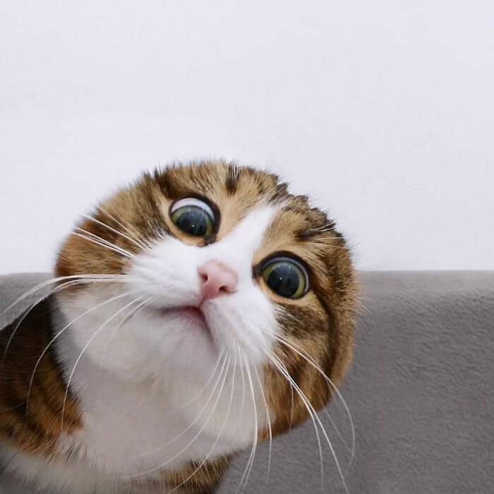 Cat making a curious face with wide eyes, looking directly at the camera.