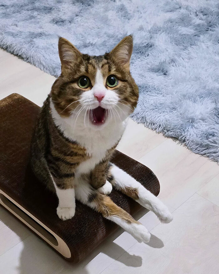 Cat with a surprised expression sitting on a scratcher, fluffy rug in the background.