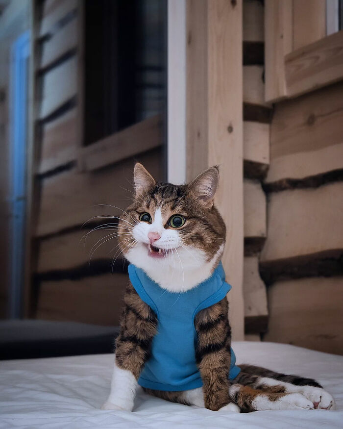 Cat Rexie wearing a blue shirt, sitting indoors with a playful expression.