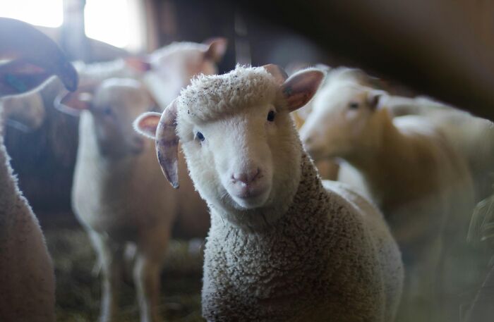 Sheep looking curiously at the camera in a barn, creating a mic-drop-moment with its endearing gaze.