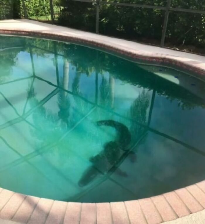 Alligator swimming in a residential pool, showcasing a wild moment in Florida.