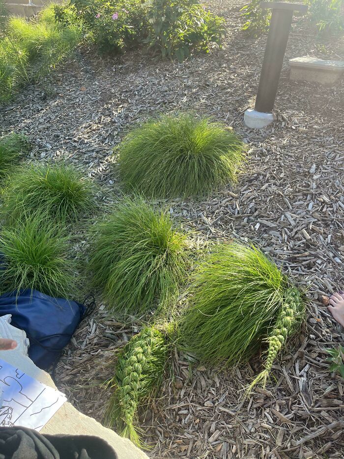 Green leafy plant in a garden bed with wood chips showing a moderately interesting natural formation shared by people.