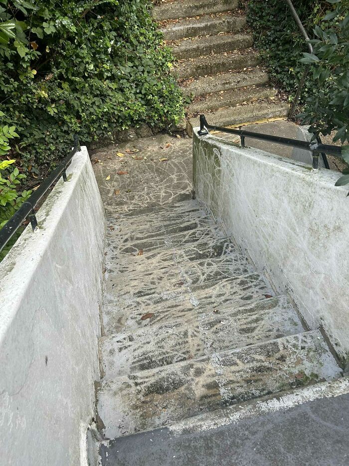 Worn and uneven concrete stairs surrounded by foliage, embodying "death stairs" due to their hazardous appearance.
