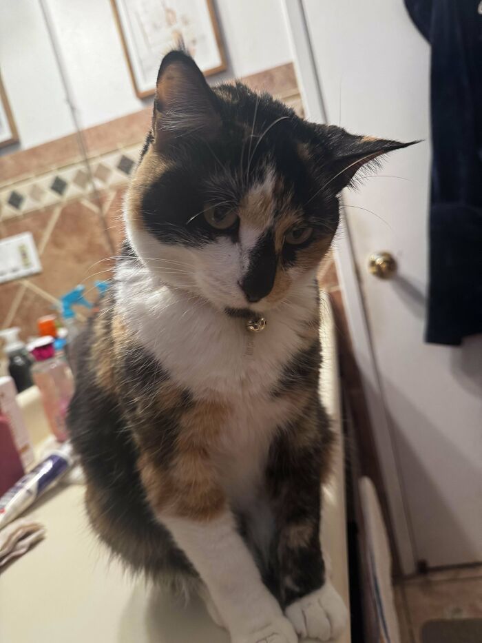 Adorable calico kitty sitting on a counter, looking curious and charming, in a cozy indoor setting.
