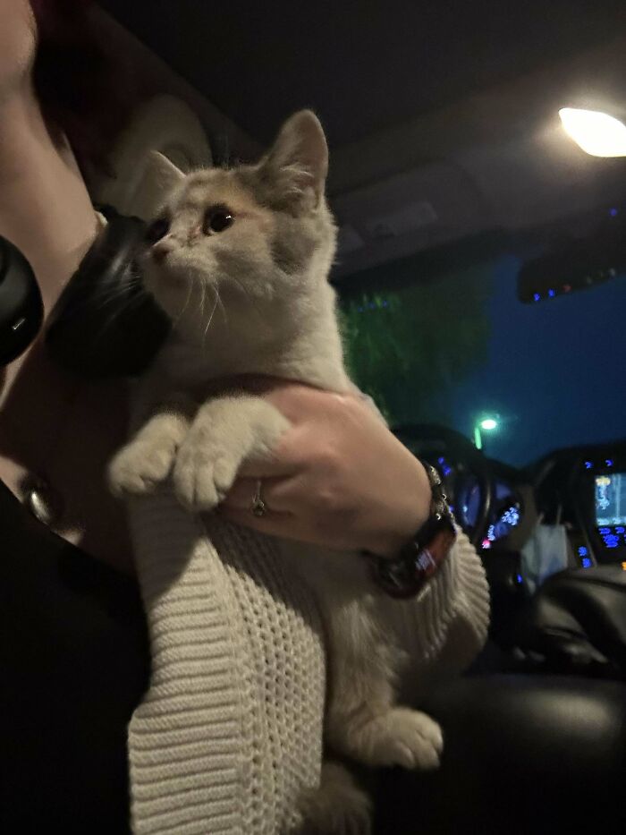 An adorable calico kitty being held inside a car at night.