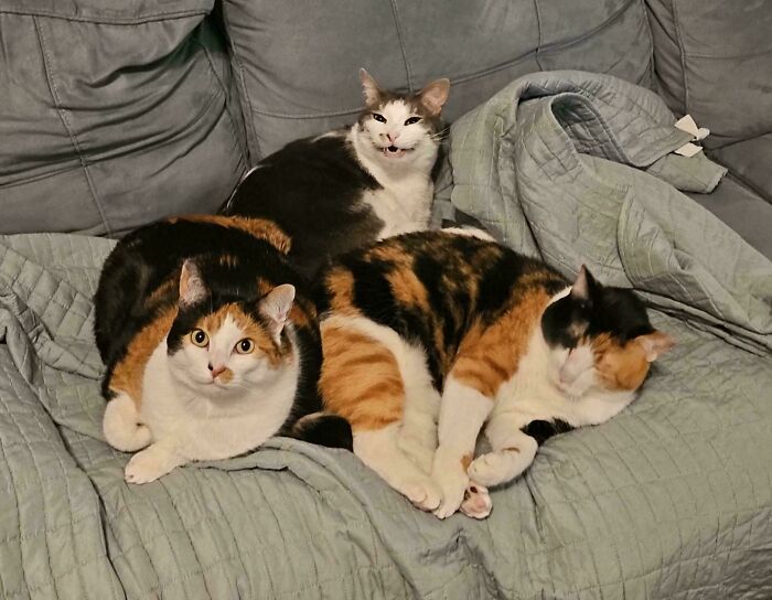Three adorable calico kitties lounging together on a cozy sofa.