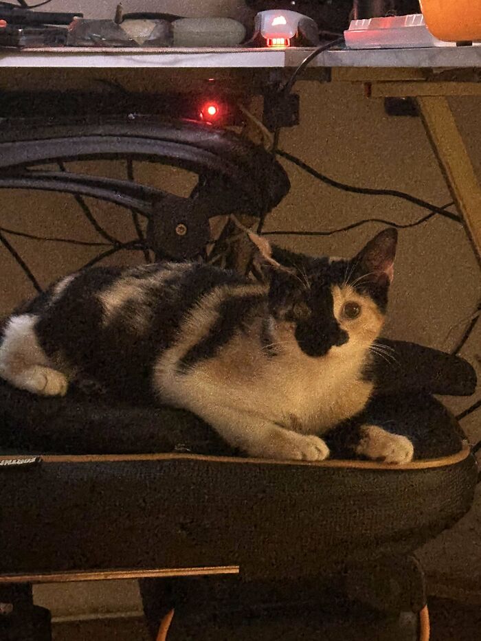 Adorable calico kitty resting on a chair surrounded by electronics.