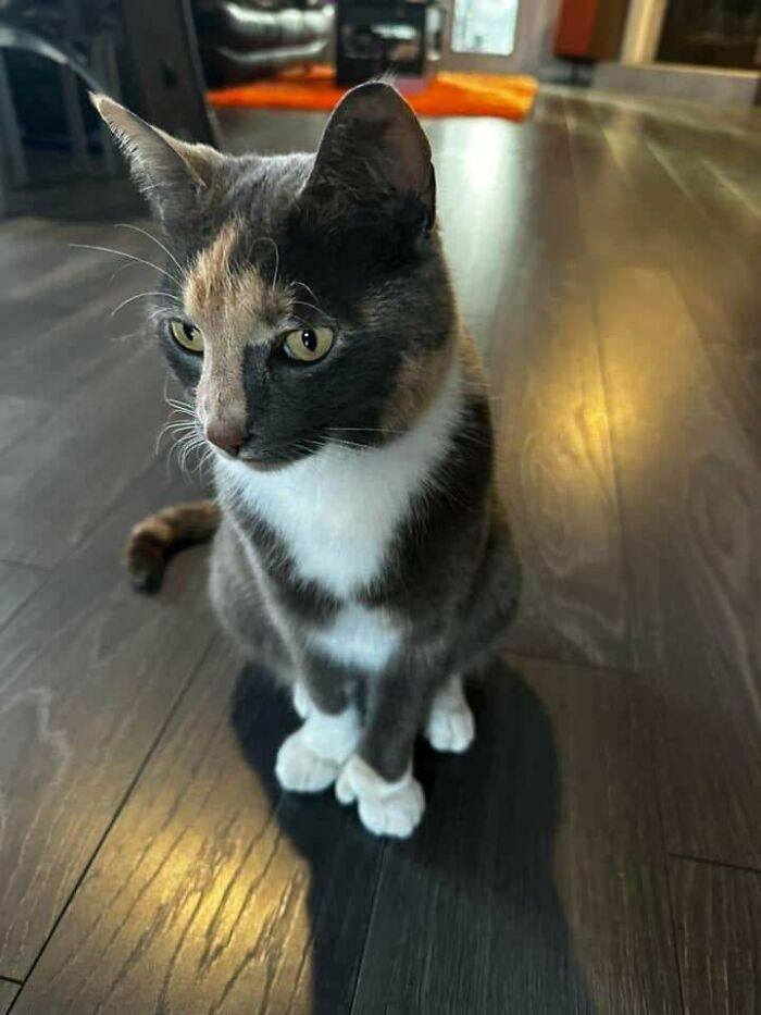 Adorable calico kitty sitting on dark wooden floor, looking curious and engaging.