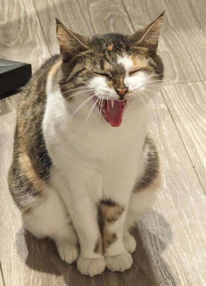Calico kitty yawning adorably on wooden floor, eyes closed.