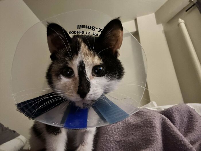 Calico kitty wearing a cone collar, looking adorably curious and alert.