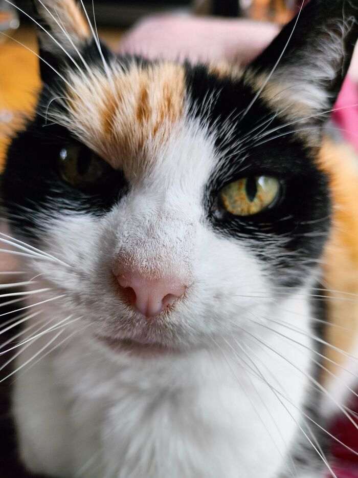 Close-up of an adorable calico kitty with bright green eyes, capturing its curious and distinctive facial markings.