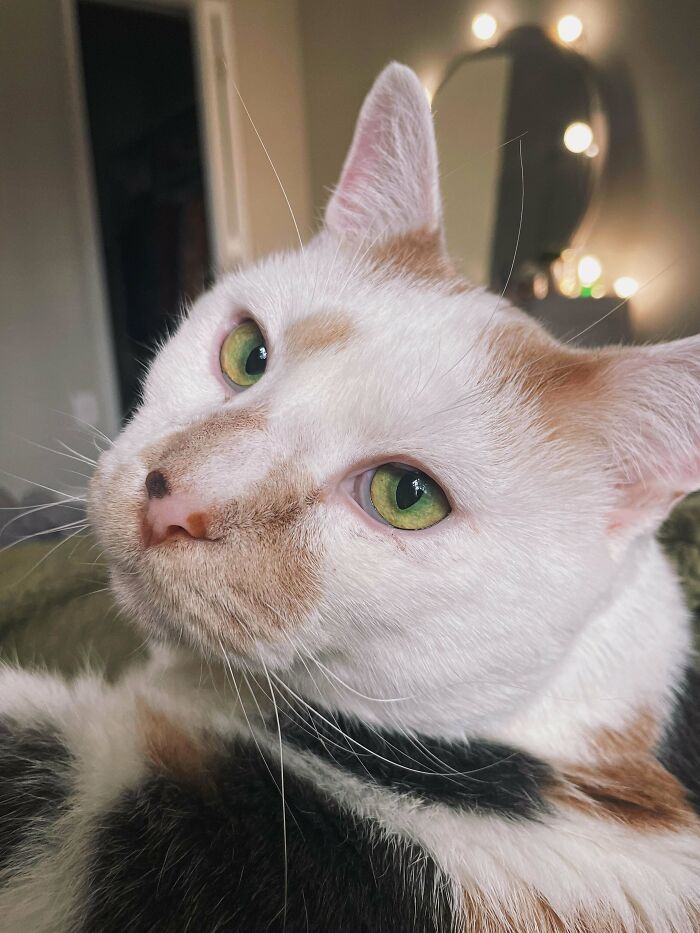 Calico kitty with green eyes lounging indoors.