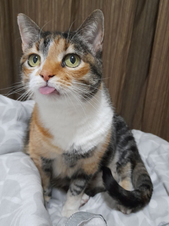 Adorable calico kitty sitting with tongue out, showcasing fluffy fur and bright eyes.