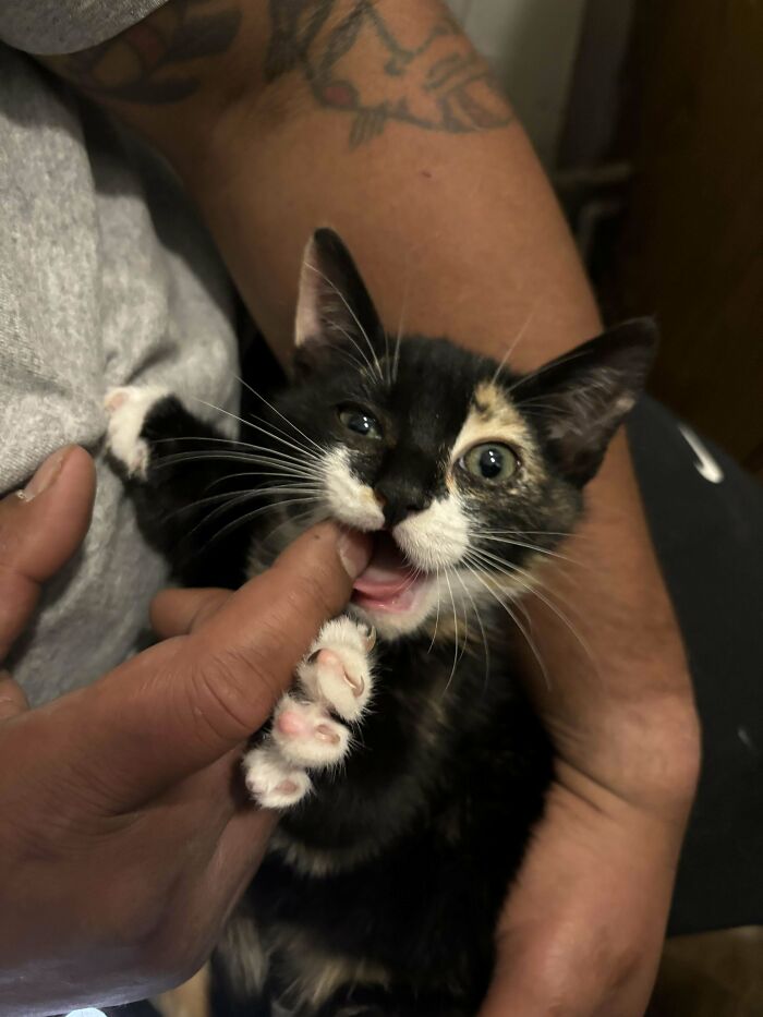 Adorable calico kitty playfully nibbling on a person's finger, nestled in their arms.