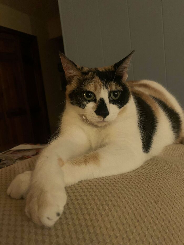 Adorable calico kitty lounging on a textured surface, showcasing its distinct markings in a cozy setting.