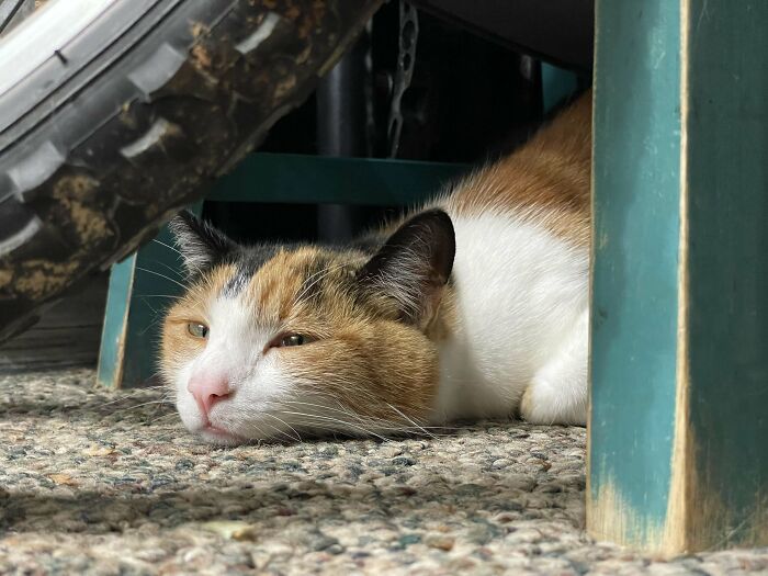 Adorable calico kitty resting under a chair, with a content expression on its face.