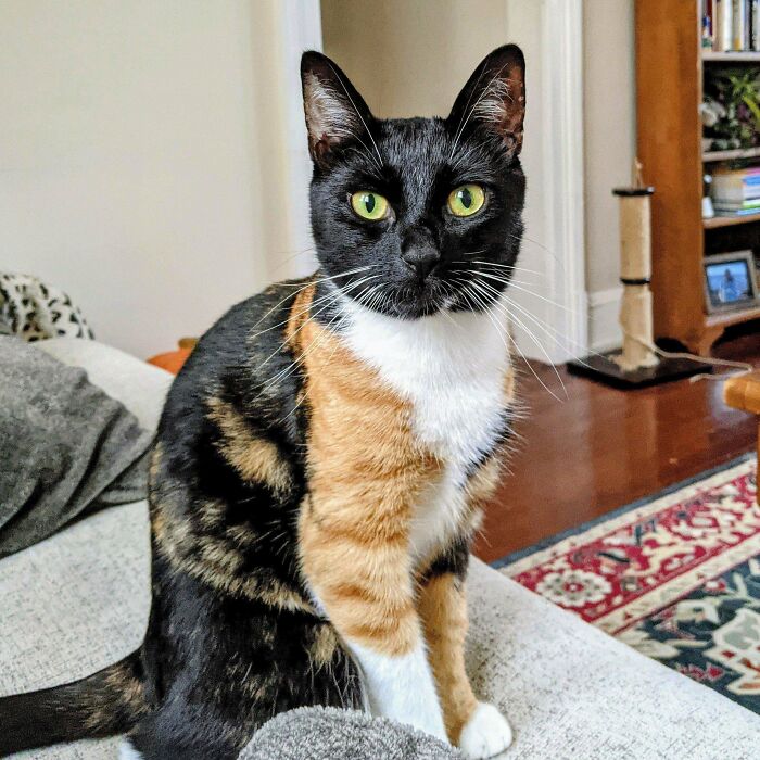 Adorable calico kitty sitting on a couch in a cozy living room.