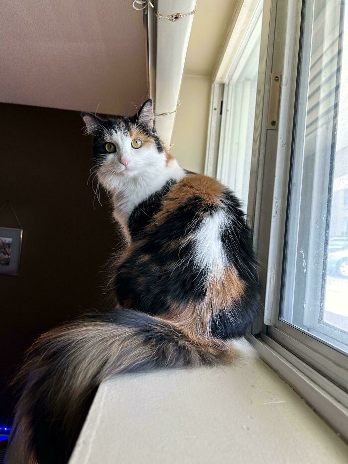 Calico kitty sitting by a window, its fluffy tail curled elegantly, with a curious gaze.