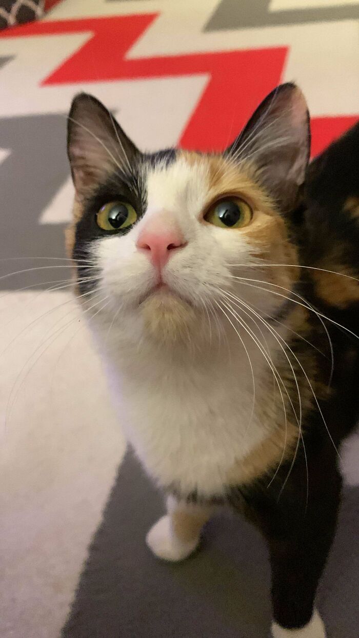 Calico kitty with alert eyes and distinct fur color, standing on a patterned floor.
