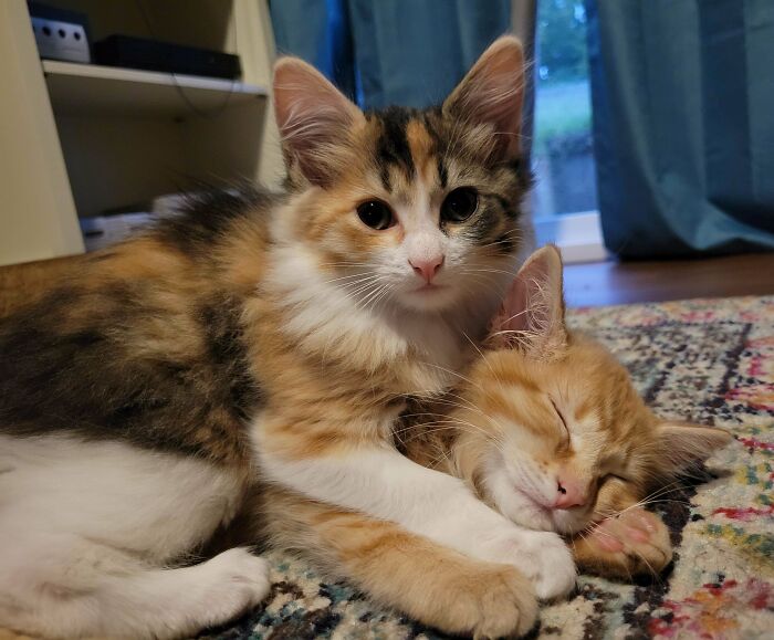 Two adorable calico kittens cuddling on a colorful rug, one sleeping peacefully and the other awake.
