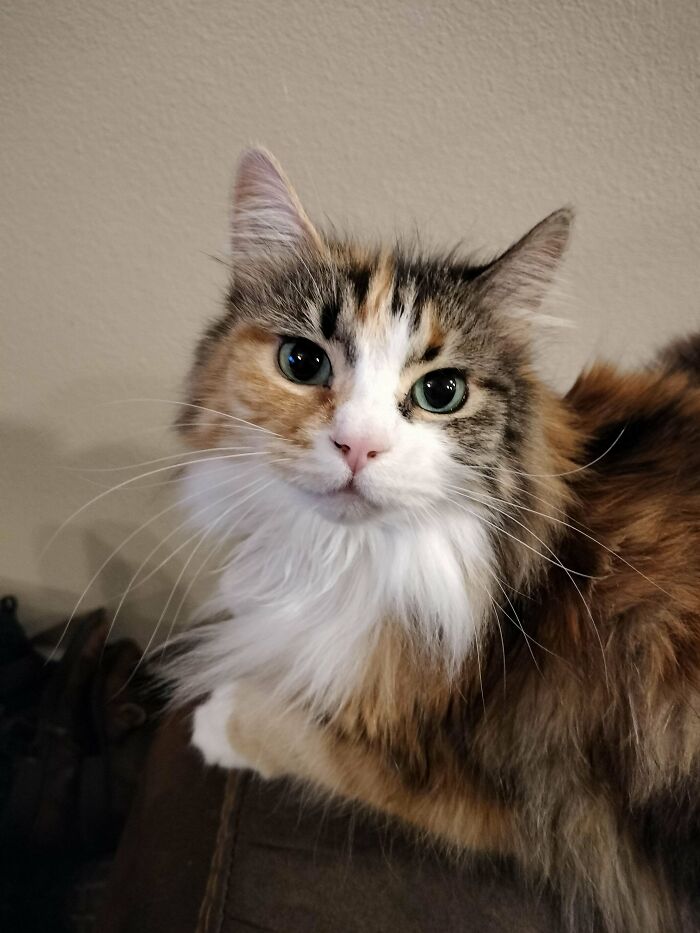 Adorable calico kitty sitting on a couch, gazing sweetly with wide eyes and fluffy fur.