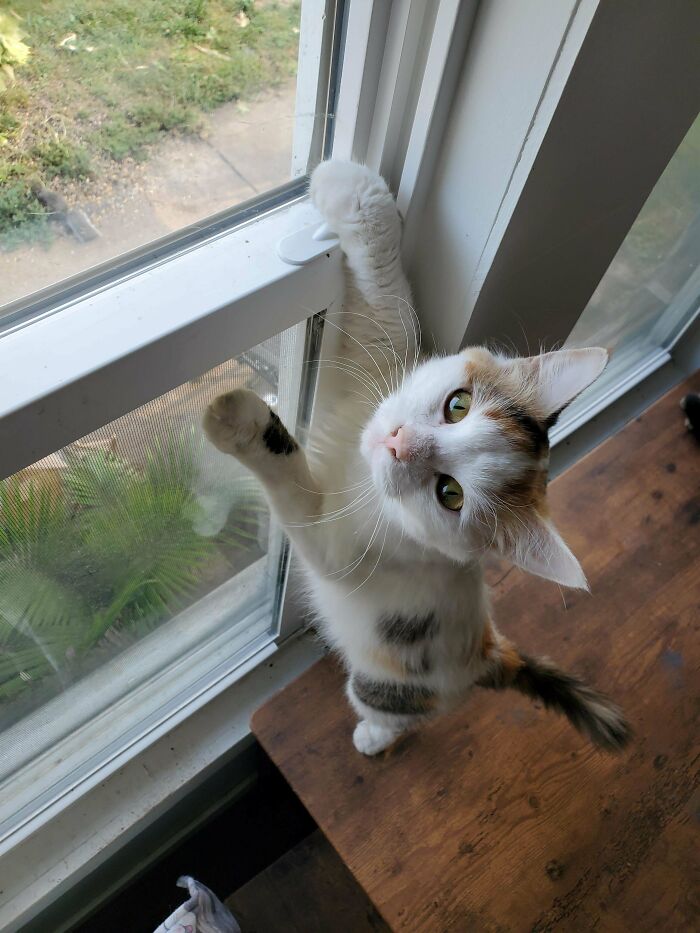 Adorable calico kitty looking up while holding onto a window ledge.