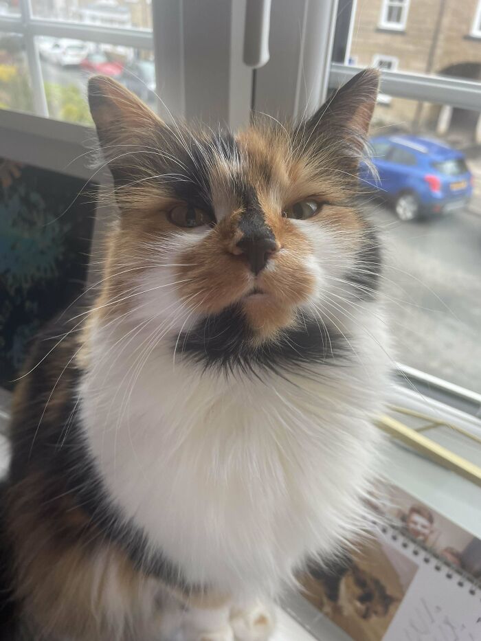 Calico kitty with a fluffy coat sitting by a window, looking adorable and curious.