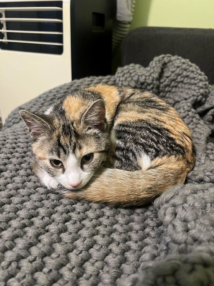 Adorable calico kitty curled up on a cozy gray blanket.