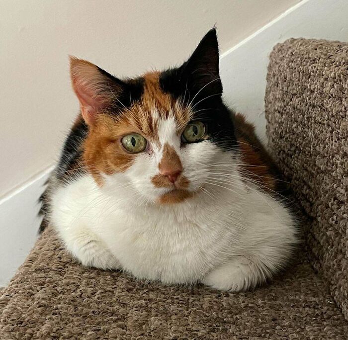 Adorable calico kitty resting on a carpeted step, showcasing its striking tri-color fur and calm demeanor.