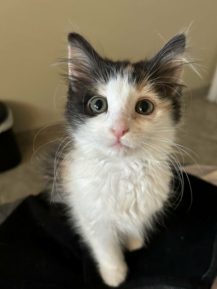 Adorable calico kitty with big eyes sitting on a black surface, looking up with a curious expression.