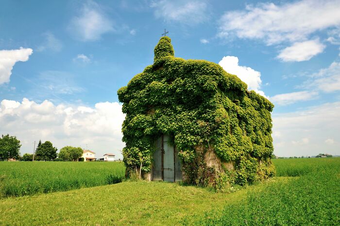 Old building covered in lush greenery, showcasing nature reclaiming civilization in a rural field setting.