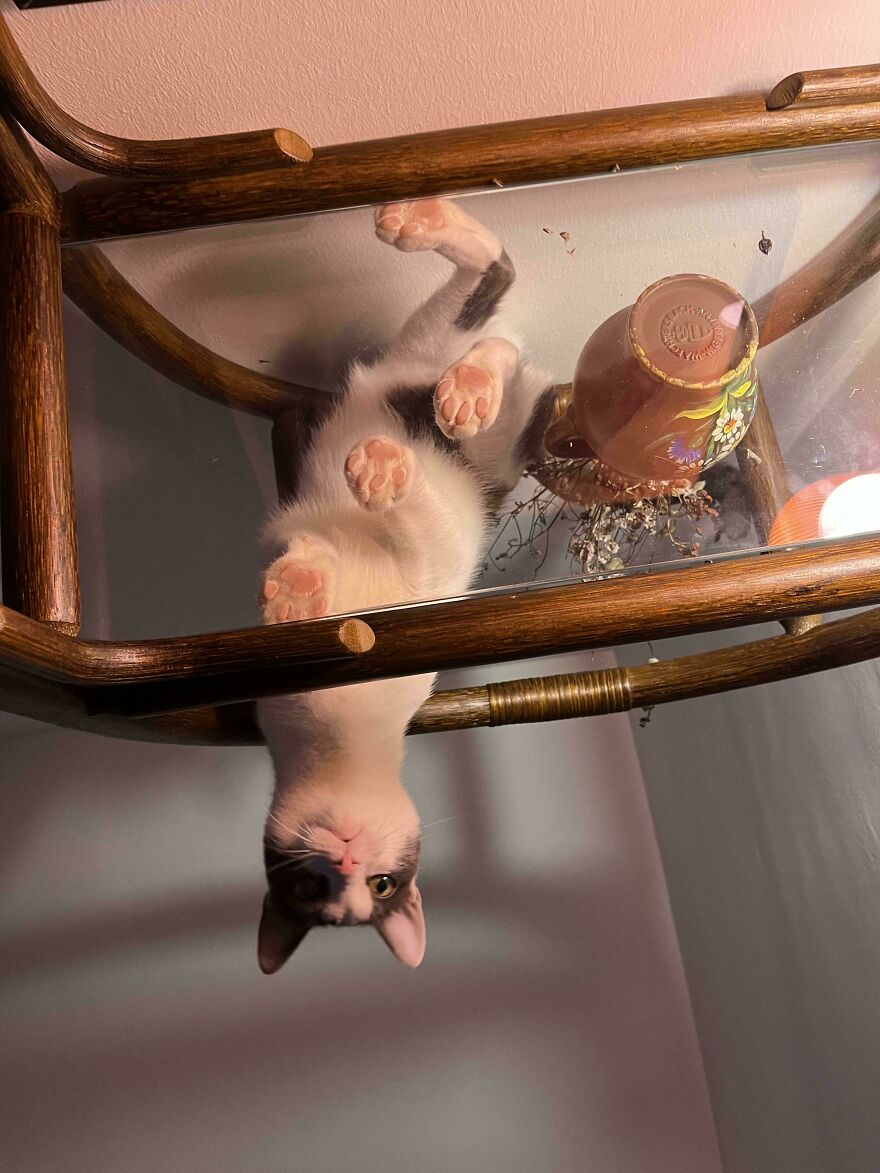 Cat lying on a glass table, showcasing fascinating angles and comical upside-down view.